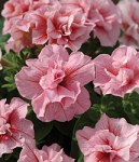 Burpee photo used by permission.