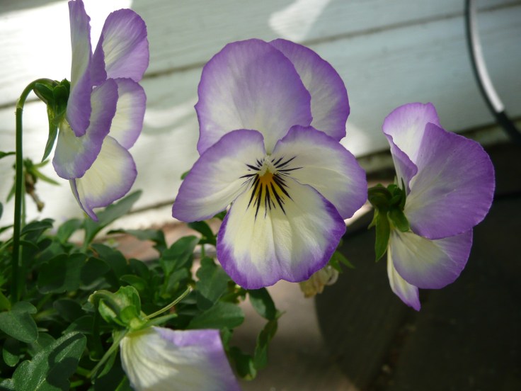 Viola cornuta "Coconut Swirl"