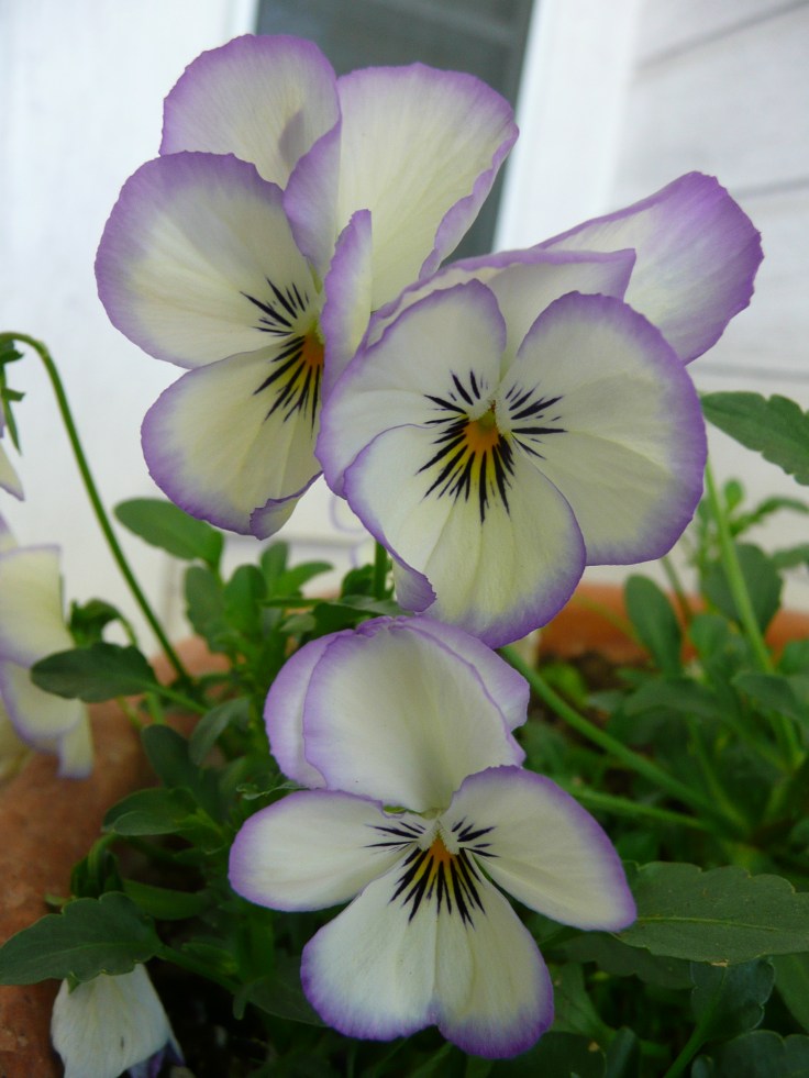Viola cornuta "Coconut Swirl"